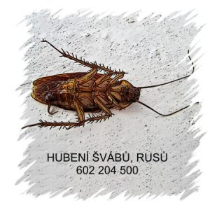 Hubení švábů rusů Praha a jejich likvidace