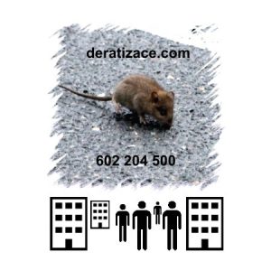 Hubení potkanů likvidace Praha ceník