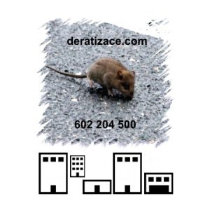 Hubení potkanů likvidace sklady provozovny Praha ceník