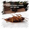 Jak vyhubit švábovitý hmyz rusa domácího Praha deratizace