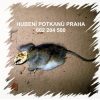 Hubení likvidace deratizace myší potkanů Praha